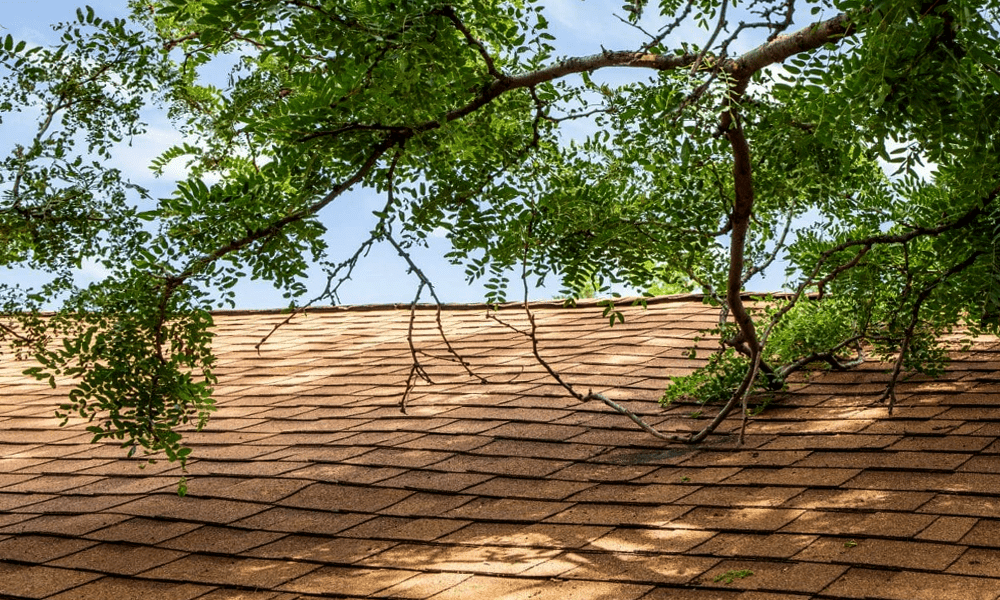 Tree brand on top of gutter and roof